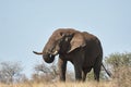 Large male elephant walking in the savannah Royalty Free Stock Photo