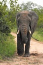 Large Male elephant walking in the veld Royalty Free Stock Photo