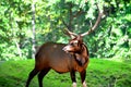 Large Male Elk