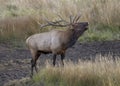 Large male elk bugling, Rocky Mountain National Park Royalty Free Stock Photo