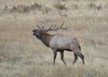 Large male elk bugling, Rocky Mountain National Park Royalty Free Stock Photo