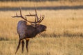 Large Male Elk