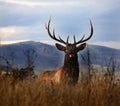 Large Male Elk Large Rack Horns Montana