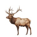 A Large Male Elk with Massive Antlers Royalty Free Stock Photo