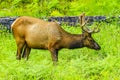 Large Male Elk Redwoods National Park Crescent City California Royalty Free Stock Photo