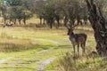 A large male fallow deer watches over his females in his pack in the Amsterdamse Waterleidingduinen park during the rutting season