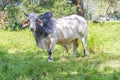Large male free range Zebu cattle - Bos taurus indicus  - used as draught and riding animals, dairy cattle, as well as for Royalty Free Stock Photo