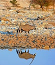 Large Male Gemsbok Oryx and water reflection