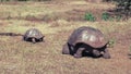 A large male giant tortoise pursuing a female on santa cruz in the galapagos Royalty Free Stock Photo