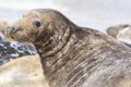 Large male gray seal marine mammal from the Horsey colony UK Royalty Free Stock Photo