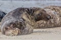 Large male grey seal from the Horsey colony Norfolk UK Royalty Free Stock Photo