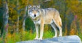 Large male grey wolf standing on a rock in the forest