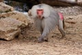 Large male hamadryas baboon walking in zoo Royalty Free Stock Photo