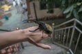 A large male hercules beetle Dynastes hercules Royalty Free Stock Photo