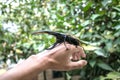 A large male hercules beetle Dynastes hercules Royalty Free Stock Photo