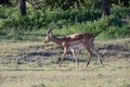 large male Impala walking in the savannah