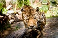 Large male jaguar jumping towards camera Royalty Free Stock Photo