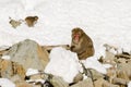 Large Male Japanese Macaque in Snow Royalty Free Stock Photo
