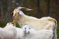 Large male Kiko goat towers over his does Royalty Free Stock Photo