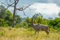 A large male Kudu antelope with big horns in Kruger national park South Africa