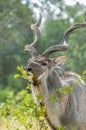 A large male Kudu antelope with big horns in Kruger national park South Africa