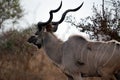 A Large Male Kudu