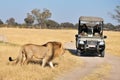 Male Lion Crossing Royalty Free Stock Photo