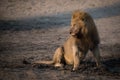 A large male lion with a full belly sitting beside a muddy pool.