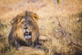 Large male lion lying in grass in Botswana