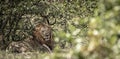 A Large Male Lion in the Mopani Bush, Kruger