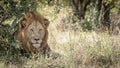 A Large Male Lion in the Mopani Bush, Kruger