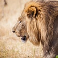 Large male lion on prowl in Africa grasslands