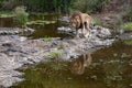 Large male lion prowling along the river
