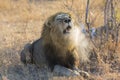 Large male lion roar in the early morning with steam on his mouth