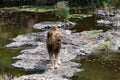 Large Male Lion on the river bank