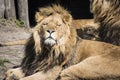 Large male lion with a thick bushy mane around his head sleepy in the sun Royalty Free Stock Photo