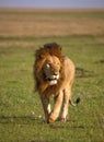 A large male lion walks in the windswept plains of Kenya