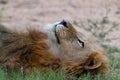 Large male Lions head as it contemplates its next meal Royalty Free Stock Photo