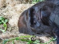 Large Male Lowland Gorilla Lounging On Straw