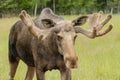 Large male moose with large antlers in a green field Royalty Free Stock Photo