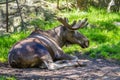 Large male moose relaxing in a zoo