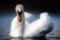 Large Male Mute Swan in Threat Posture Royalty Free Stock Photo