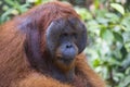 A male Orang-utan in the forest of Kalimantan