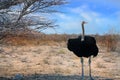 Large Male Ostrich standing on the Plains in Etosha