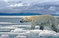 Large male p[olar bear on ice floe Royalty Free Stock Photo