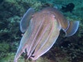 Large male pharaoh cuttlefish Royalty Free Stock Photo