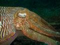 Large male pharaoh cuttlefish Royalty Free Stock Photo