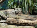 A large male Philippine sailfin lizard, Hydrosaurus pustulatus, lies on a trunk above the water Royalty Free Stock Photo