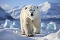 Large male polar bear on Arctic tundra