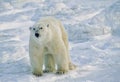 Large male polar bear in Canadian Arctic Royalty Free Stock Photo